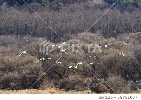タンチョウ 鉄原郡 自然 38751037