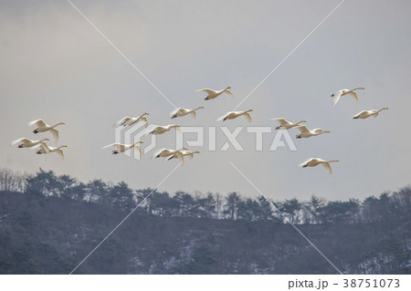 鉄原郡 自然 動物 38751073