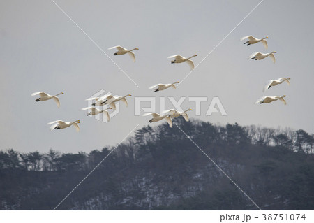 白鳥 鉄原郡 自然 38751074