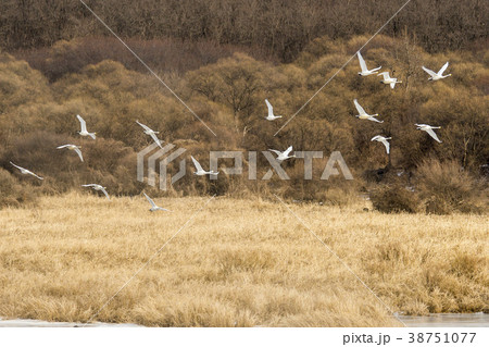 鉄原郡 自然 動物 38751077
