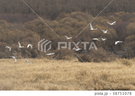 白鳥 鉄原郡 自然 38751078