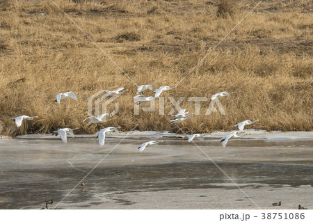 白鳥 鉄原郡 自然 38751086