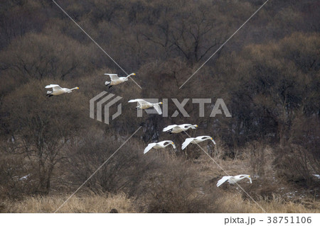 鉄原郡 自然 動物 38751106