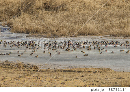 鉄原郡 江原道 自然 38751114