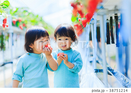 子供とイチゴ狩り 38751214