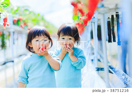子供とイチゴ狩り 子供とイチゴ狩り 38751216