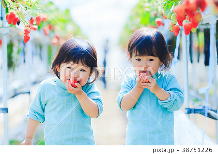 子供とイチゴ狩り 子供とイチゴ狩り 38751226