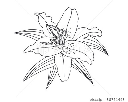 lily flower drawing isolated on White background. 38751443