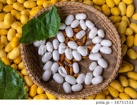 Silkworm nest in bamboo basket use for silk fabric Silkworm nest in bamboo basket use for silk fabric 38751533