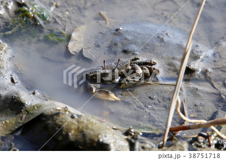ヤマトオサガニ 38751718