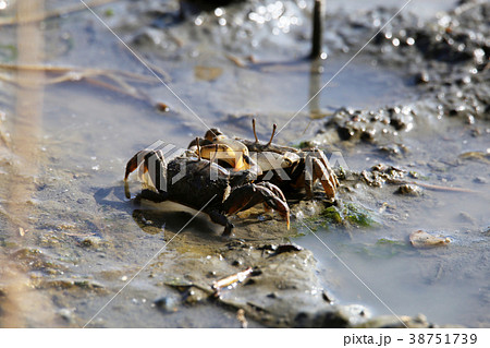 ヤマトオサガニ ヤマトオサガニ 38751739