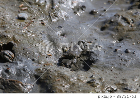 ヤマトオサガニ 38751753