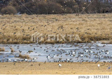 鉄原郡 江原道 屋外 38751803