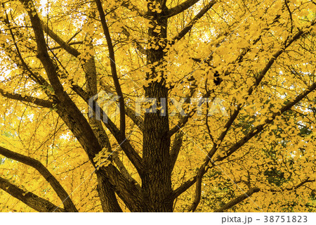 南怡島 風景 木 38751823