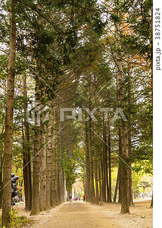 南怡島 春川市 江原道 38751824