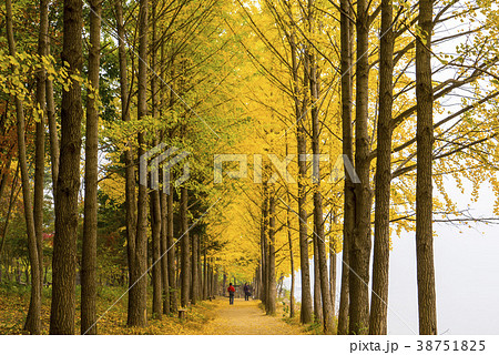 南怡島 風景 木 38751825