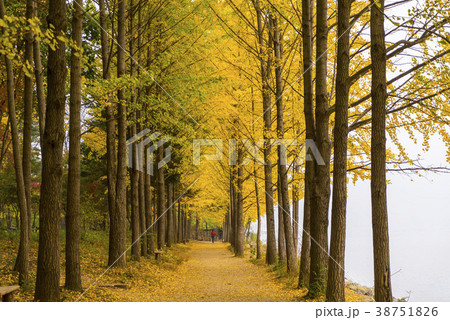 南怡島 風景 木 38751826