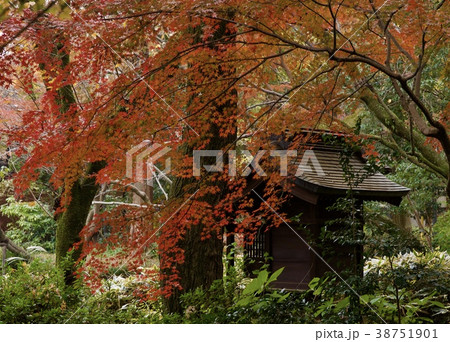 秋の深大寺 38751901