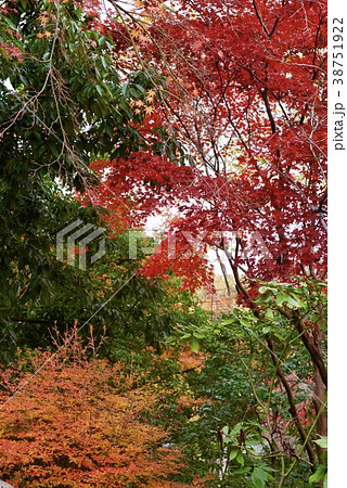 秋の深大寺 秋の深大寺 38751922