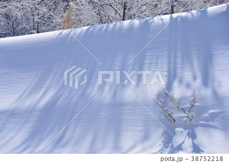 雪壁に映る木々の影 38752218