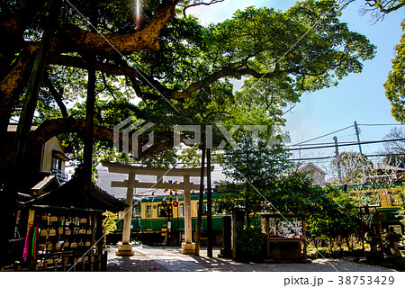 鎌倉 御霊神社 春 38753429