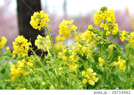菜の花アップ 新緑 38754062