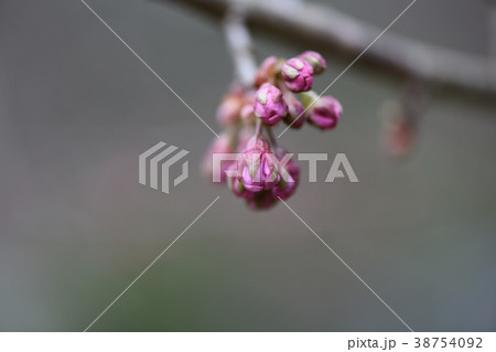 雪割桜のつぼみ 38754092