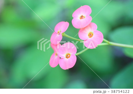 ハナキリンの花 38754122