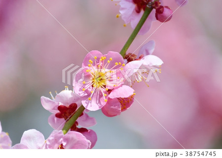 梅の花(N)道知辺 梅の花(N)道知辺 38754745