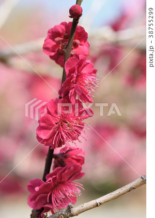 ウメ（鹿児島紅） 38755299