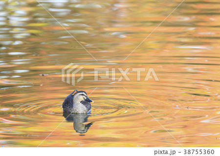 紅葉時期のカルガモ 紅葉時期のカルガモ 38755360