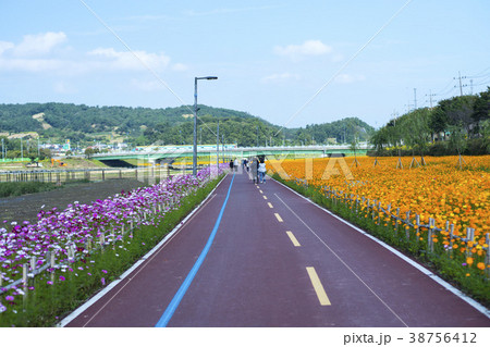 韓国 花畑 風景 38756412