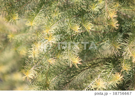 ティートリー 38756667