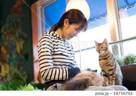 猫　アニマルセラピー　ベンガル 38756703