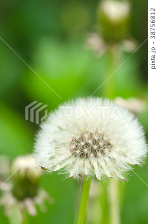 綿帽子 わたぼうし 綿毛 種子 タンポポ 学名 Taraxacum の写真素材