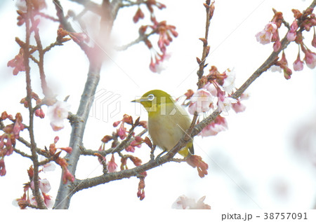 メジロと桜 メジロと桜 38757091