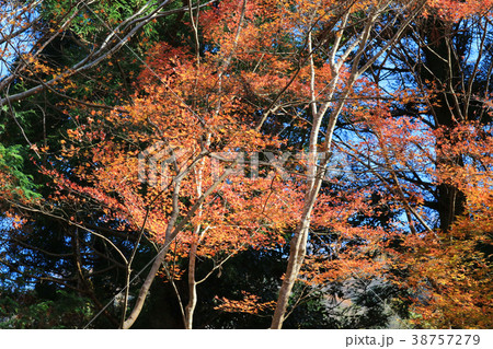 a Manshu in Monzeki at kyoto japan 38757279