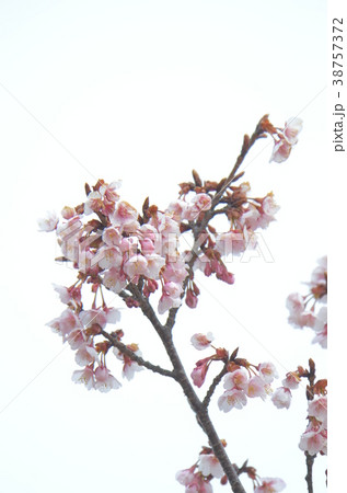さくらの木 さくらの木 38757372