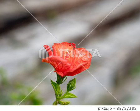ブッソウゲ 仏桑花 紅蜀葵 38757385