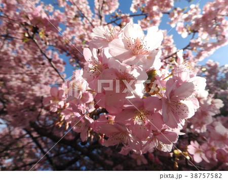 春の訪れを告げる河津桜は、花びらのピンクが濃く、花期が一ヶ月と長い。寒風にも負けず凛と咲いて美しい。 38757582