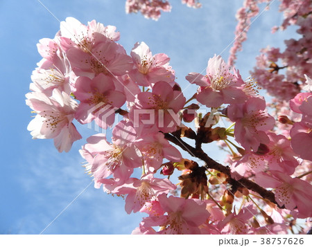 春の訪れを告げる河津桜は、花びらのピンクが濃く、花期が一ヶ月と長い。寒風にも負けず凛と咲いて美しい。 38757626
