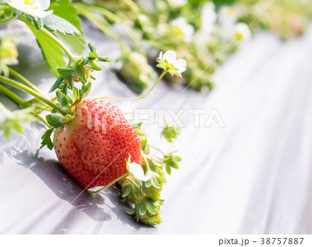 イチゴ いちご 苺 38757887