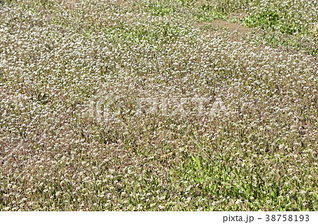 ナズナ(ペンペン草) ナズナ(ペンペン草) 38758193