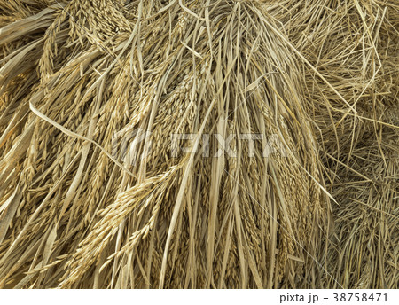 Paddy after harvest Paddy after harvest 38758471