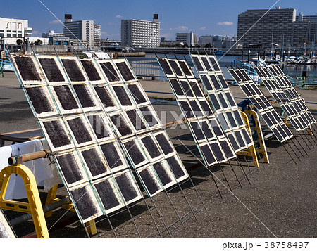 海苔の天日干し 海苔の天日干し 38758497