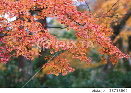 red maple leave green mos Nison-in Temple 38758662