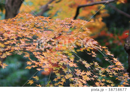 the maple at Enrian Temple autumn colors 38758677