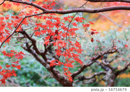 the maple at Enrian Temple autumn colors 38758679