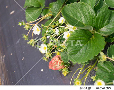 台湾 苗栗 イチゴ 38758709