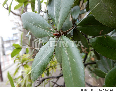 椿(つぼみ;蕾) 椿(つぼみ;蕾) 38758738